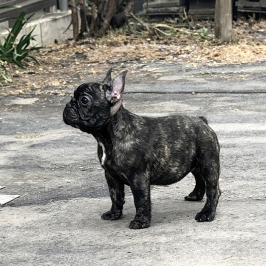 260115BRF-01Wアメリカ系コロコロボディーのフレンチブルドッグのブリンドル女の子です。-2