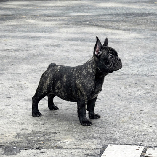 260115BRF-02Wアメリカ系コロコロボディーのフレンチブルドッグのブリンドル女の子です。-2