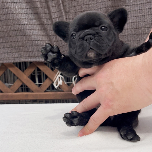 260128BRF-01可愛いお顔でコロコロボディーのフレンチブルドッグのブリンドル女の子です。-2