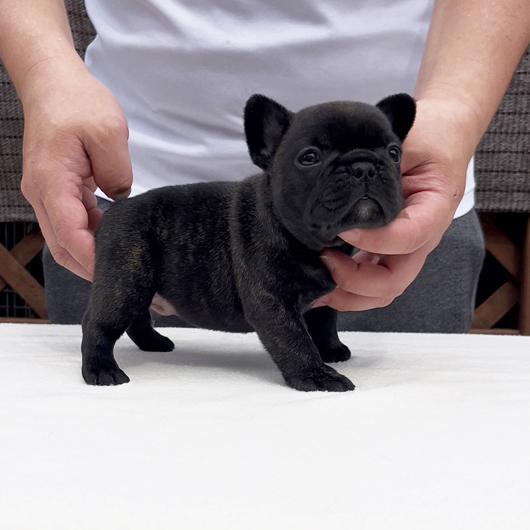 260128BRM-01可愛いお顔でコロコロボディーのフレンチブルドッグのブリンドル男の子です。-3