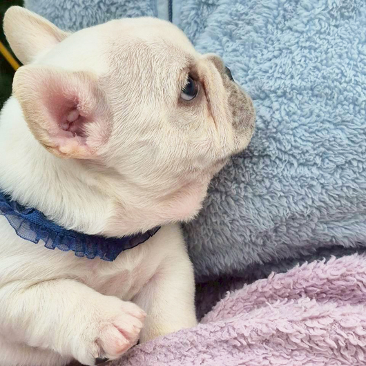 260216CRM-01アメリカ系コロコロボディーのフレンチブルドッグのクリーム男の子です。-3