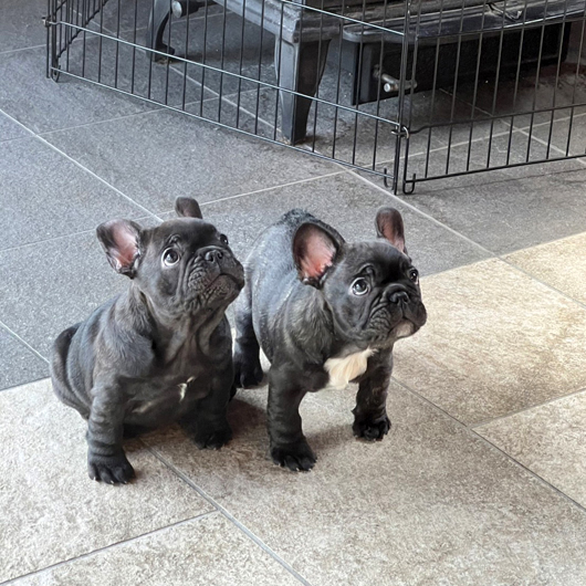 260205BRF-01可愛いお顔でコロコロボディーのフレンチブルドッグのブリンドル女の子です。-1