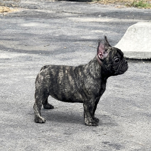 260115BRF-01Wアメリカ系コロコロボディーのフレンチブルドッグのブリンドル女の子です。-3