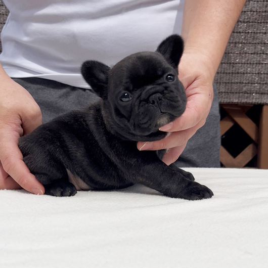 260128BRF-01可愛いお顔でコロコロボディーのフレンチブルドッグのブリンドル女の子です。-3