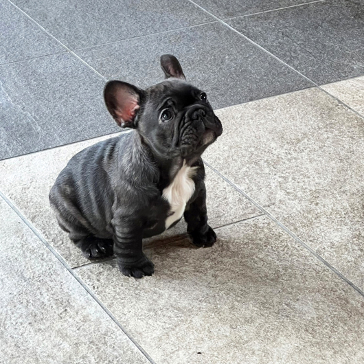 260205BRM-01可愛いお顔でコロコロボディーのフレンチブルドッグのブリンドル男の子です。-4
