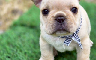 Image is not available