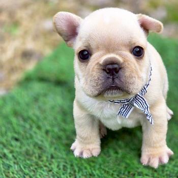 260216CRM-03アメリカ系コロコロボディーのフレンチブルドッグのクリーム男の子です。