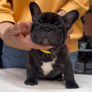 子犬販売で新しいブリンドル男の子の写真を紹介！