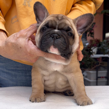 260219FWM-01可愛いお顔でコロコロボディーのフレンチブルドッグのフォーン男の子です。