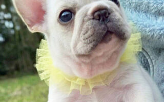 Image is not available