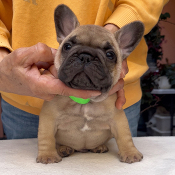 260219FWM-02可愛いお顔でコロコロボディーのフレンチブルドッグのフォーン男の子です。
