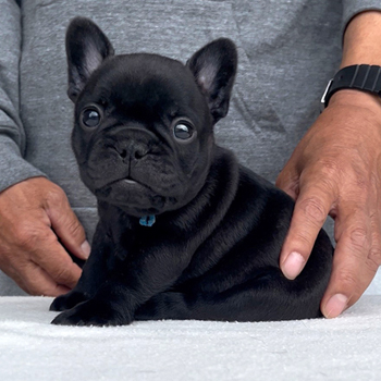 260319BRM-01可愛いお顔でコロコロボディーのフレンチブルドッグのブリンドル男の子です。