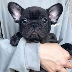 子犬販売で新しいブリンドル・タイガーブリンドル兄弟の写真を紹介！