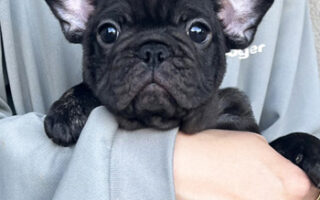 Image is not available