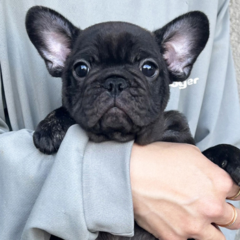 260222BRM-02可愛いお顔でコロコロボディーのフレンチブルドッグのブリンドル男の子です。