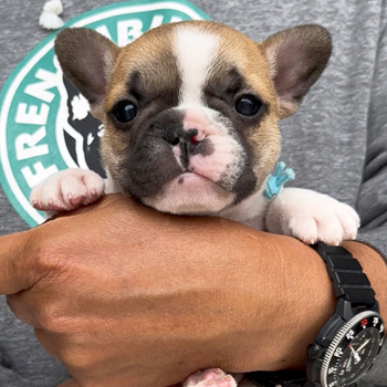 子犬販売で新しいフォーンパイド・パイド兄妹の写真を紹介！