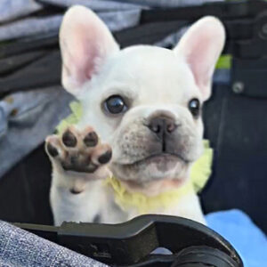 子犬販売でクリーム男の子の写真を更新！