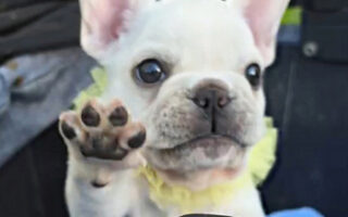 Image is not available