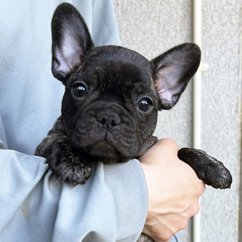 260222BRM-01可愛いお顔でコロコロボディーのフレンチブルドッグのタイガーブリンドル男の子です。