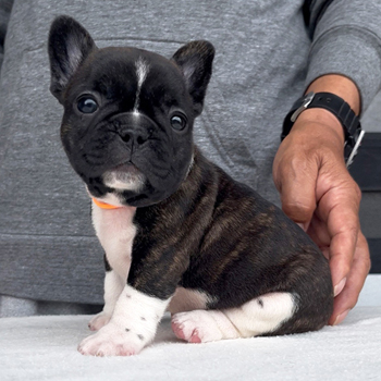 260319PDF-01可愛いお顔でコロコロボディーのフレンチブルドッグのパイド女の子です。