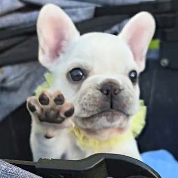 260216CRM-02アメリカ系コロコロボディーのフレンチブルドッグのクリーム男の子です。