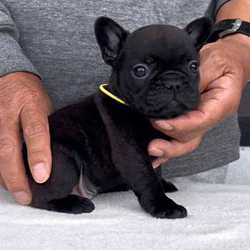 260319BRM-02可愛いお顔でコロコロボディーのフレンチブルドッグのブリンドル男の子です。