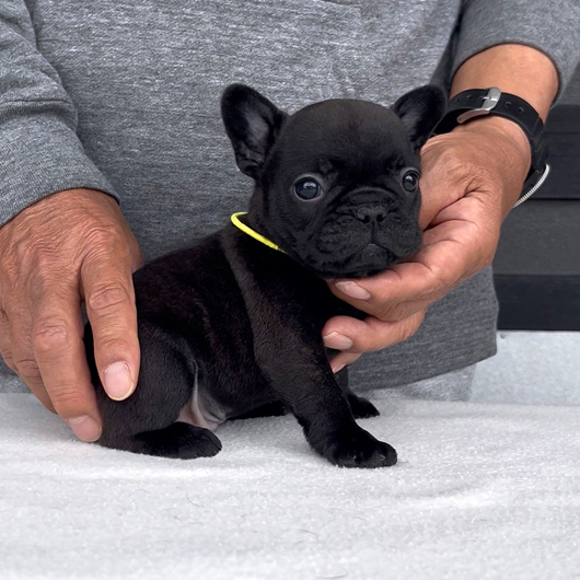 260319BRM-02可愛いお顔でコロコロボディーのフレンチブルドッグのブリンドル男の子です。-1
