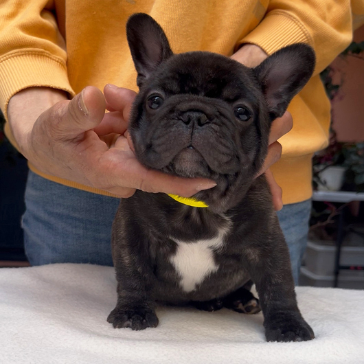 260219BRM-01可愛いお顔でコロコロボディーのフレンチブルドッグのブリンドル男の子です。-1