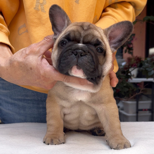 260219FWM-01可愛いお顔でコロコロボディーのフレンチブルドッグのフォーン男の子です。-1