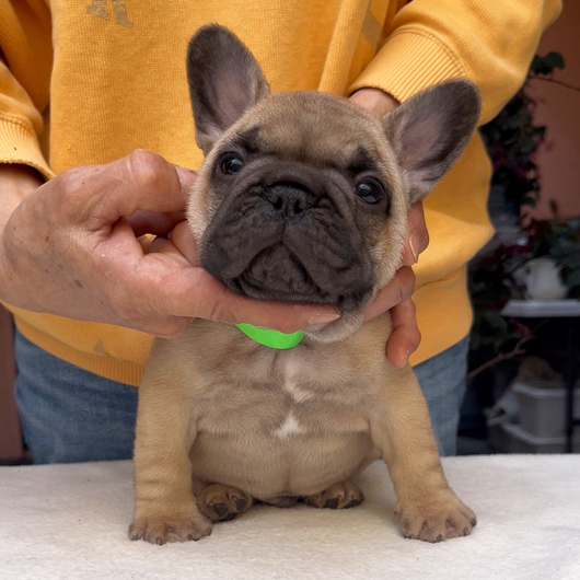 260219FWM-02可愛いお顔でコロコロボディーのフレンチブルドッグのフォーン男の子です。-1