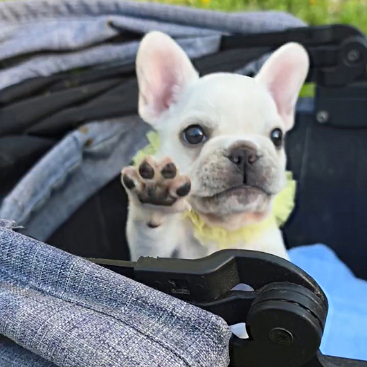 260216CRM-02アメリカ系コロコロボディーのフレンチブルドッグのクリーム男の子です。-1