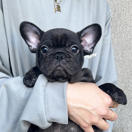 260222BRM-02可愛いお顔でコロコロボディーのフレンチブルドッグのブリンドル男の子です。-1