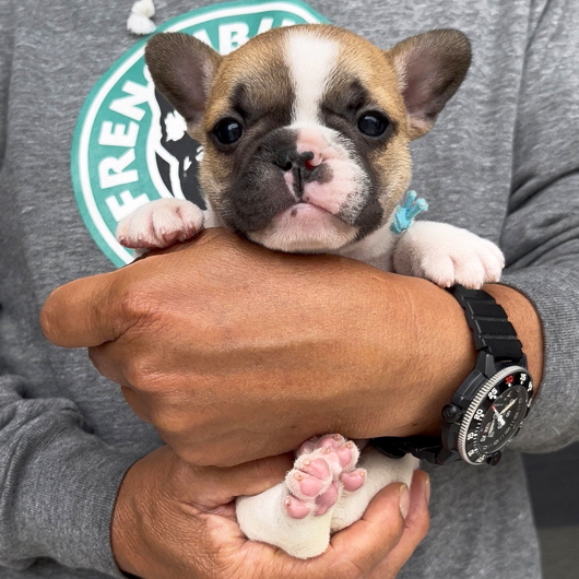 260319FPM-01可愛いお顔でコロコロボディーのフレンチブルドッグのフォーンパイド男の子です。-1