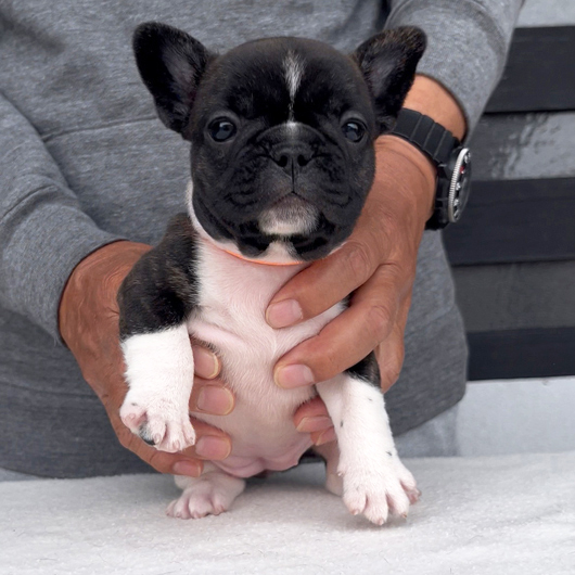 260319PDF-01可愛いお顔でコロコロボディーのフレンチブルドッグのパイド女の子です。-3