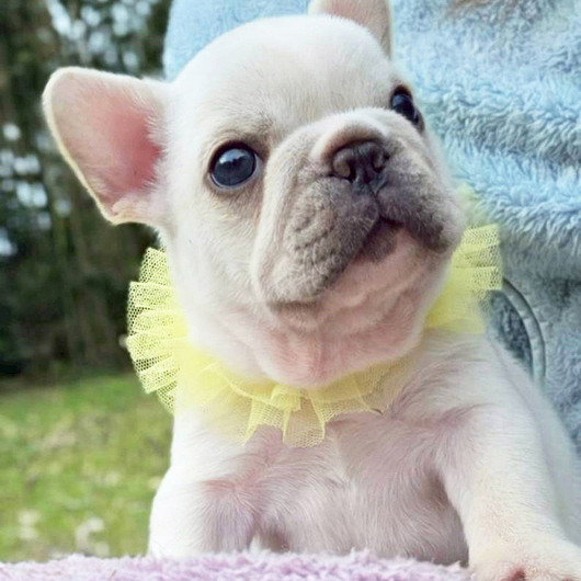 260216CRM-02アメリカ系コロコロボディーのフレンチブルドッグのクリーム男の子です。-1