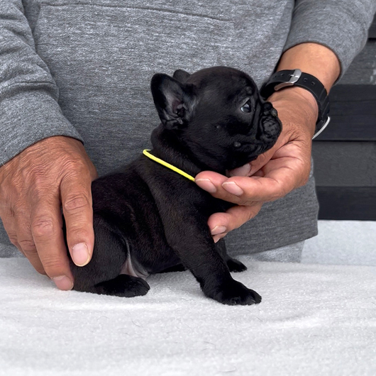 260319BRM-02可愛いお顔でコロコロボディーのフレンチブルドッグのブリンドル男の子です。-2