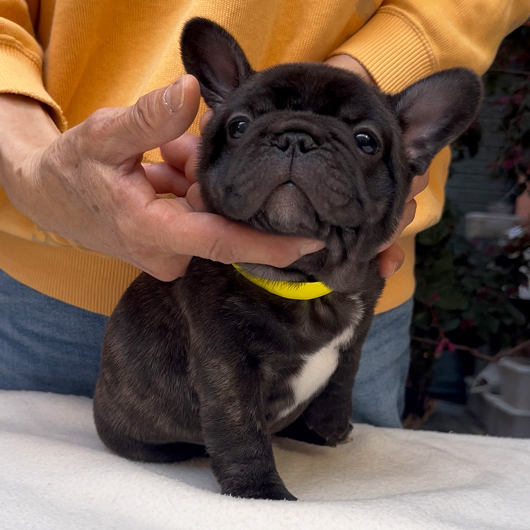 260219BRM-01可愛いお顔でコロコロボディーのフレンチブルドッグのブリンドル男の子です。-2