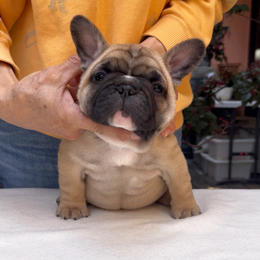 260219FWM-01可愛いお顔でコロコロボディーのフレンチブルドッグのフォーン男の子です。-2