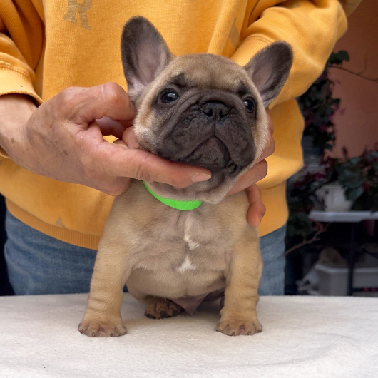 260219FWM-02可愛いお顔でコロコロボディーのフレンチブルドッグのフォーン男の子です。-2