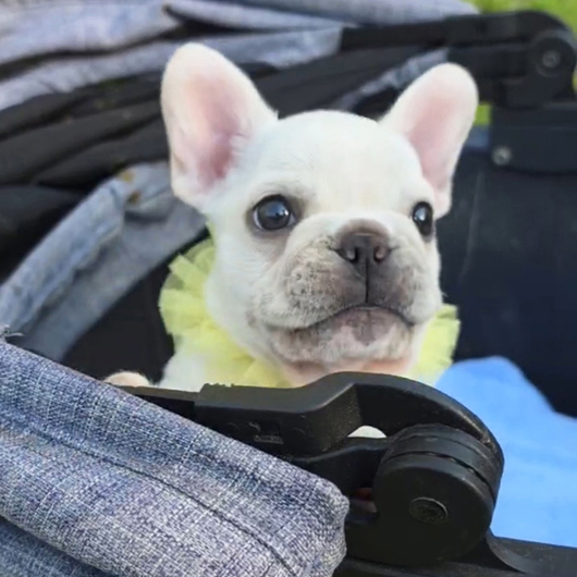 260216CRM-02アメリカ系コロコロボディーのフレンチブルドッグのクリーム男の子です。-2