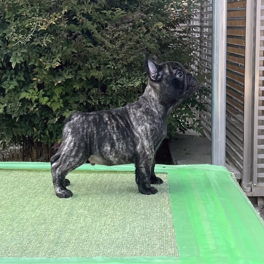 260222BRM-01可愛いお顔でコロコロボディーのフレンチブルドッグのタイガーブリンドル男の子です。-2