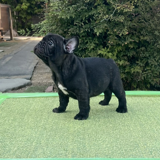 260222BRM-02可愛いお顔でコロコロボディーのフレンチブルドッグのブリンドル男の子です。-2