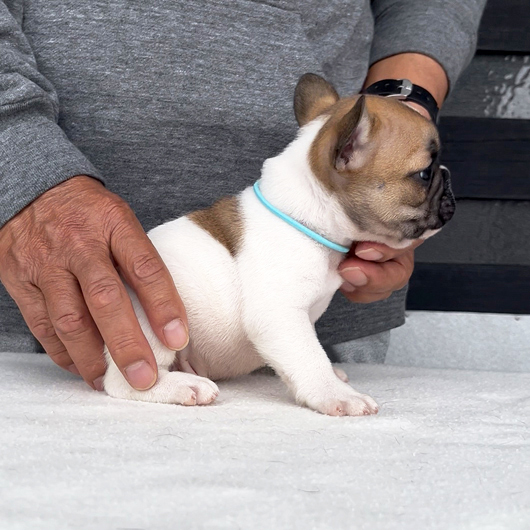 260319FPM-01可愛いお顔でコロコロボディーのフレンチブルドッグのフォーンパイド男の子です。-2