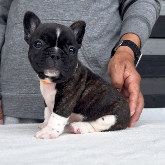 260319PDF-01可愛いお顔でコロコロボディーのフレンチブルドッグのパイド女の子です。-1