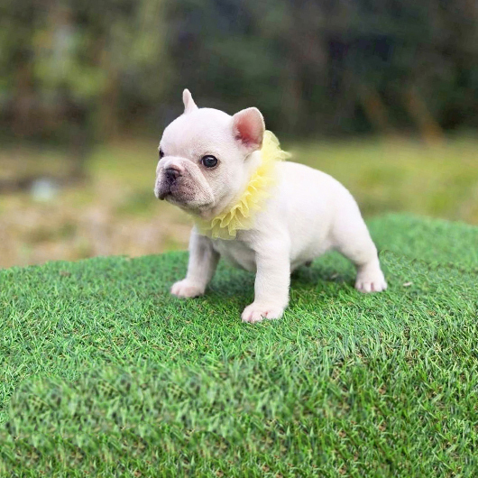 260216CRM-02アメリカ系コロコロボディーのフレンチブルドッグのクリーム男の子です。-2