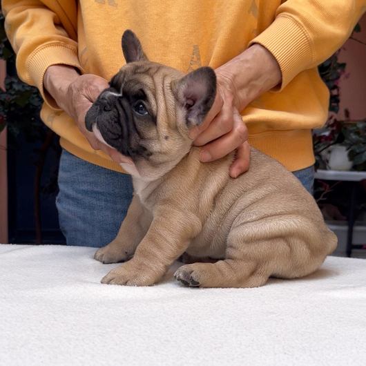 260219FWM-01可愛いお顔でコロコロボディーのフレンチブルドッグのフォーン男の子です。-3