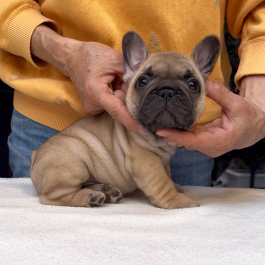 260219FWM-02可愛いお顔でコロコロボディーのフレンチブルドッグのフォーン男の子です。-3