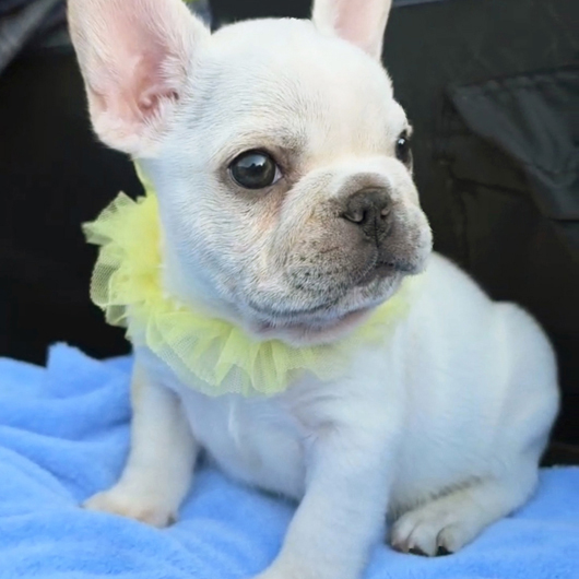 260216CRM-02アメリカ系コロコロボディーのフレンチブルドッグのクリーム男の子です。-3