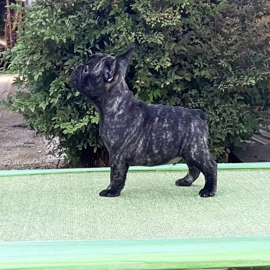 260222BRM-01可愛いお顔でコロコロボディーのフレンチブルドッグのタイガーブリンドル男の子です。-3