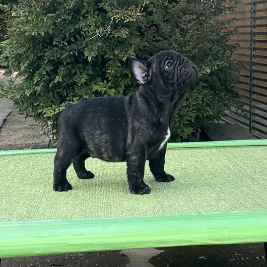 260222BRM-02可愛いお顔でコロコロボディーのフレンチブルドッグのブリンドル男の子です。-3